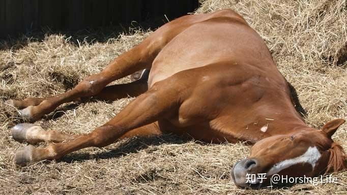 馬是站著睡覺的嗎