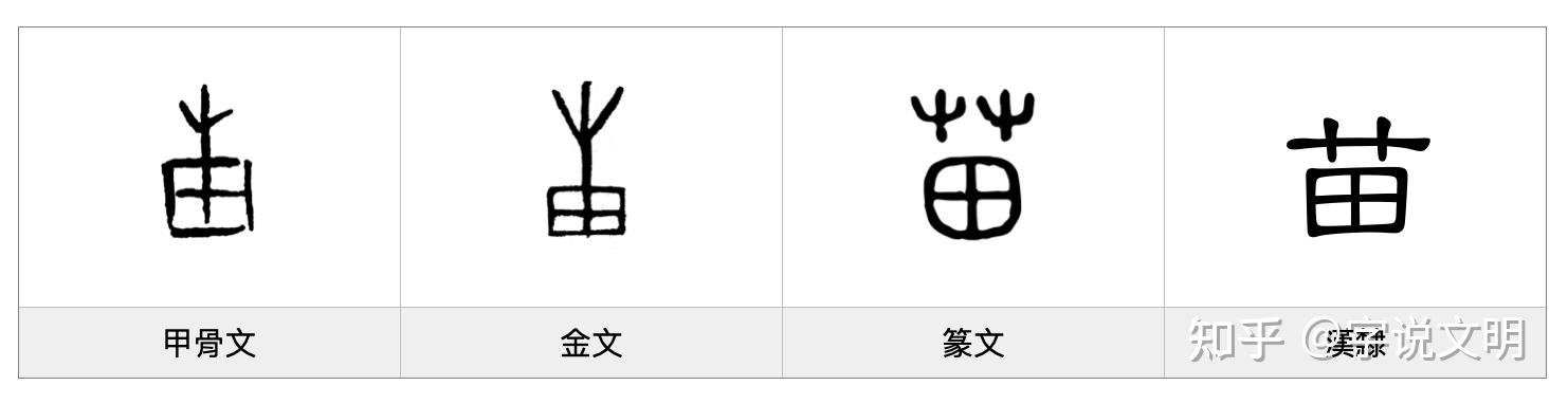 苗——每日一字·艸部字 - 知乎
