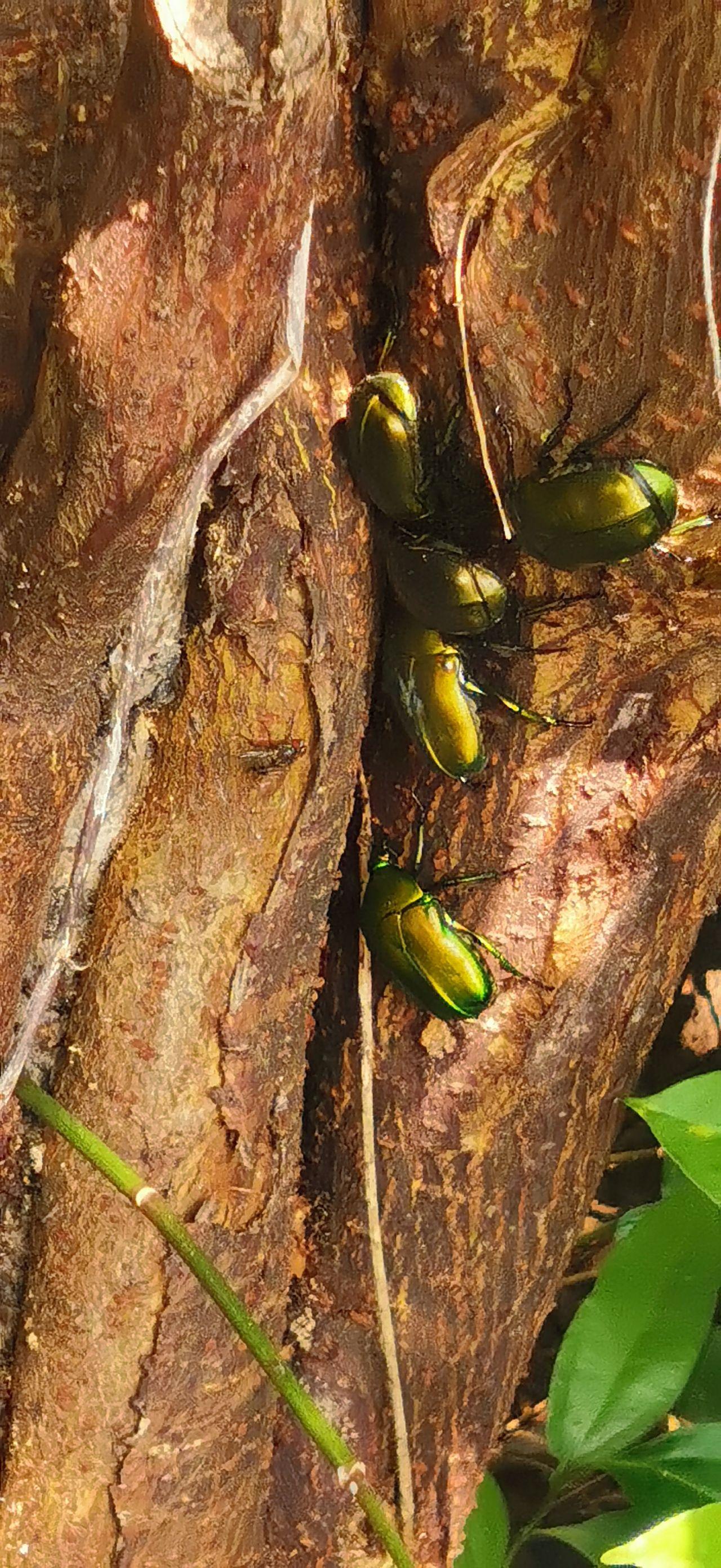 金龟子吃什么?是益虫还是害虫? - 知乎