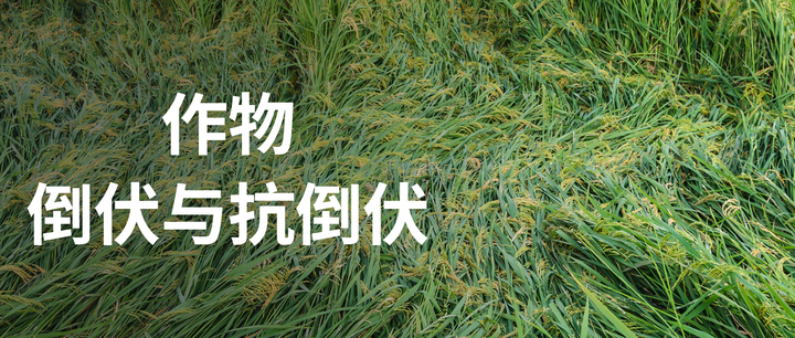 作物倒伏与抗倒伏 - 知乎