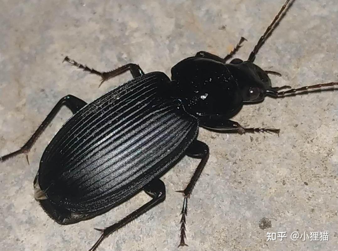 山东卧室内出现这种虫子,是什么?会咬人?