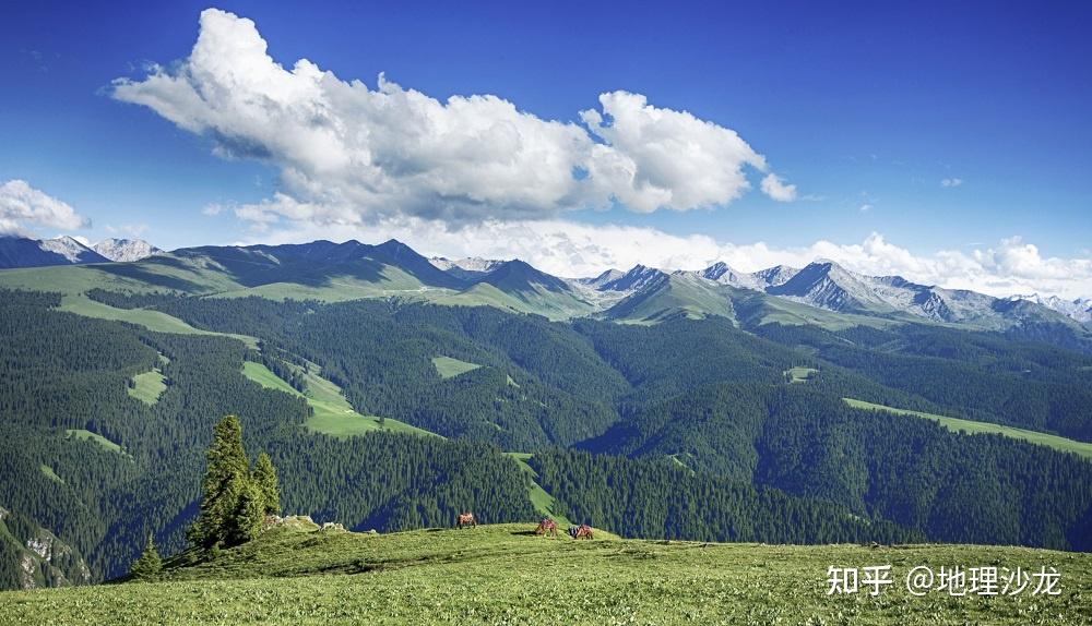关于天山的植被分布，为什么天山北坡有云杉林分布，而南坡没有？ - 知乎