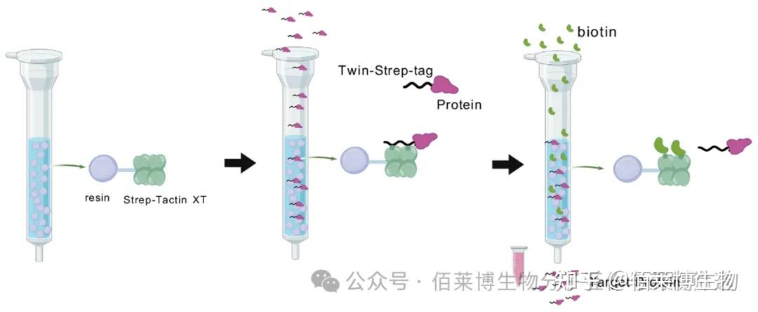 找对工具少走弯路！佰莱博技术分享：Strep 标签 —— 蛋白高效亲和纯化的关键利器 - 知乎