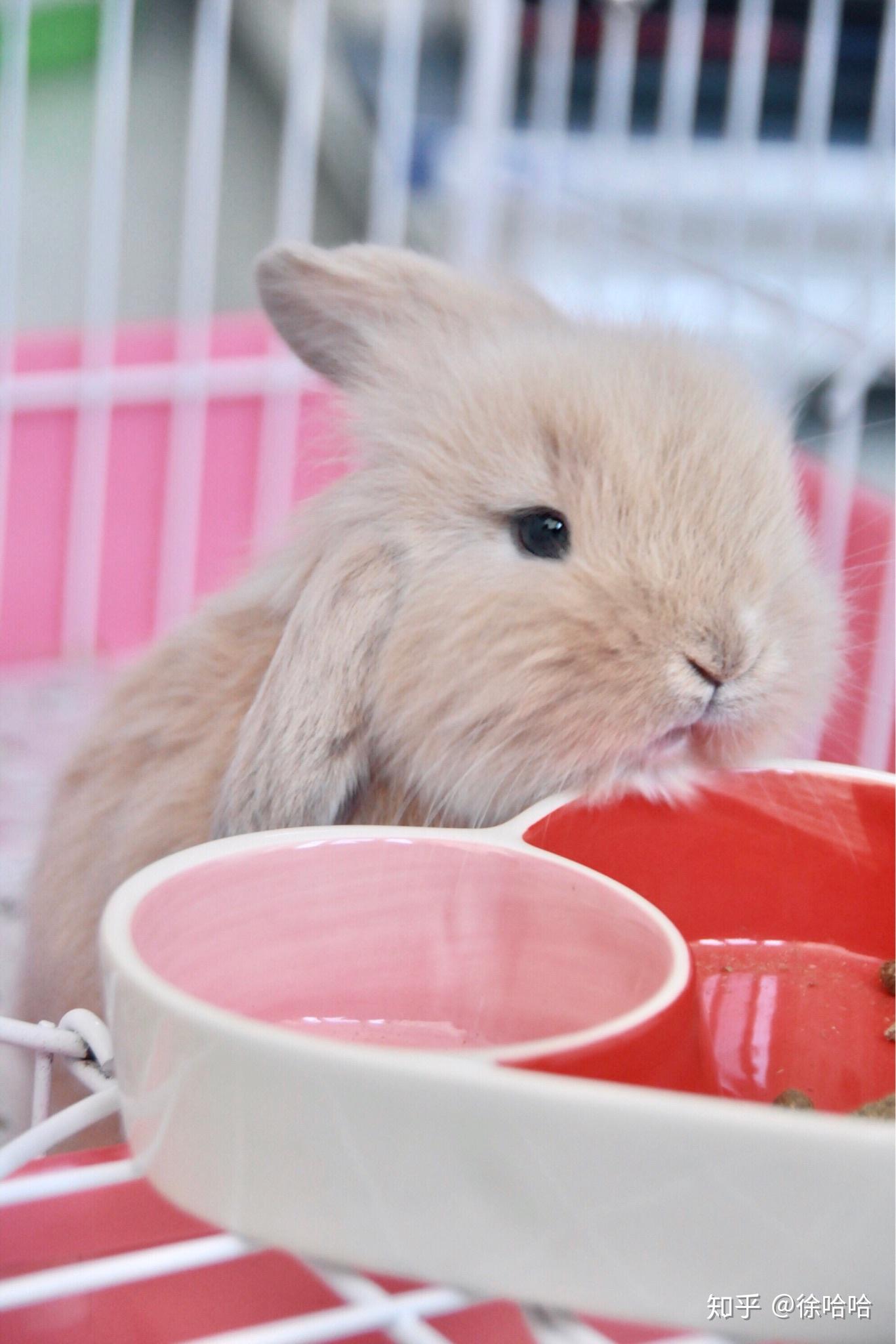 养一只很卡哇伊的兔子是种什么体验呢?