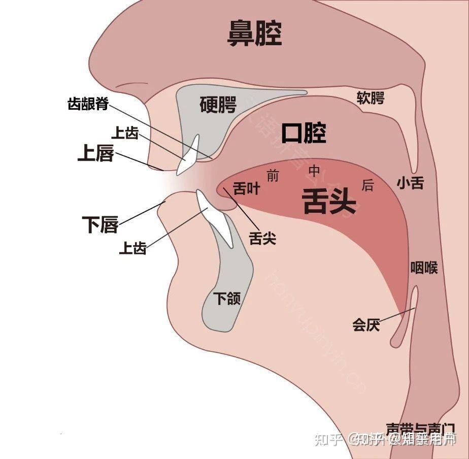 普通话发音部位口腔图图片