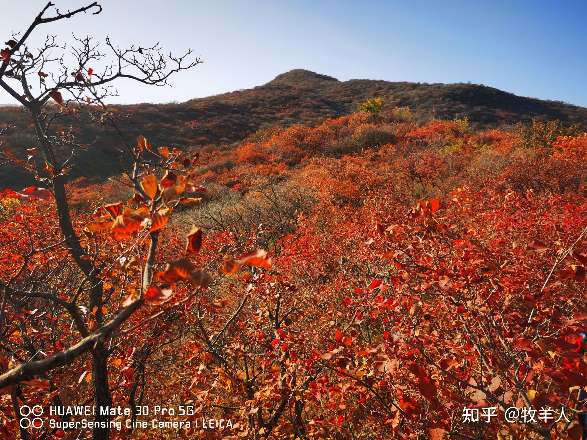 北京天津河北的红叶即将进入最佳观赏期2021年秋天你准备去哪赏红