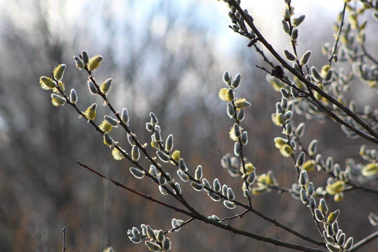 富贵竹叶发黄怎么办