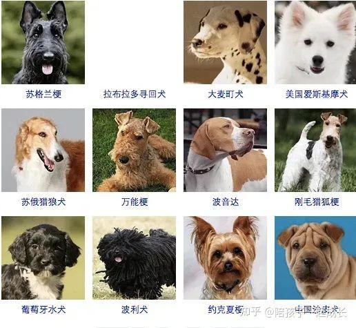 狗狗们的品种图鉴 - 知乎