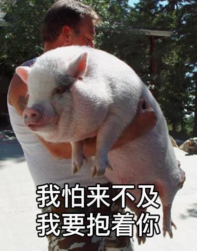 我站在风口浪尖爆笑猪之歌