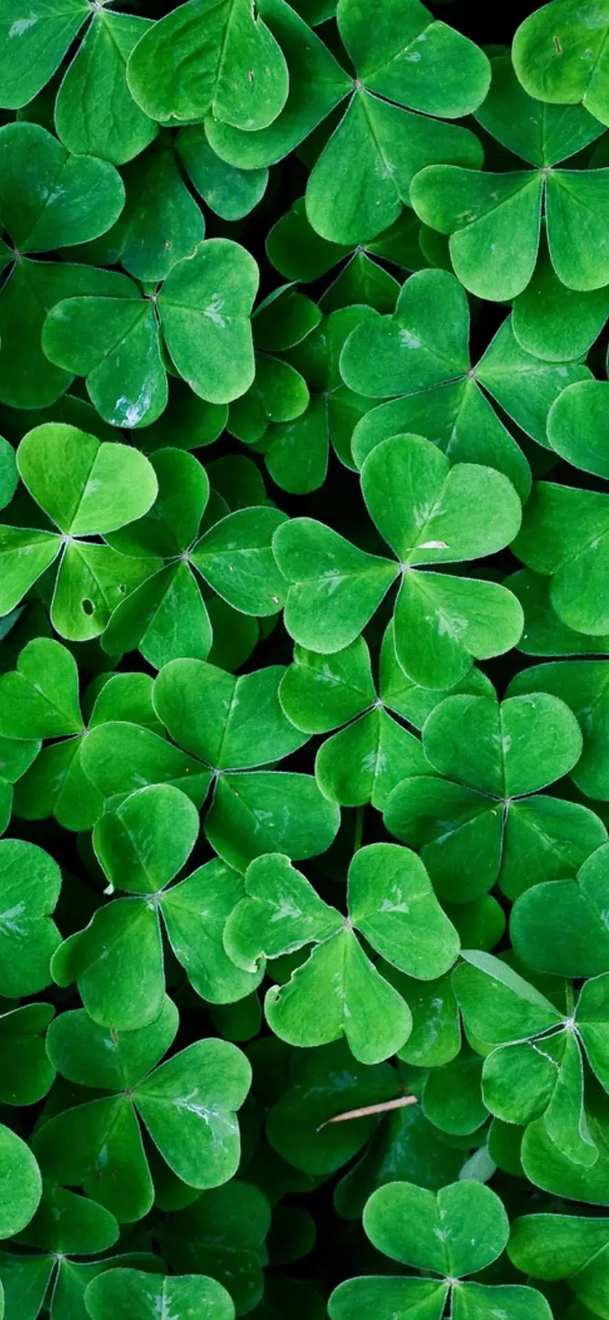 有什么保护眼睛的手机壁纸求推荐