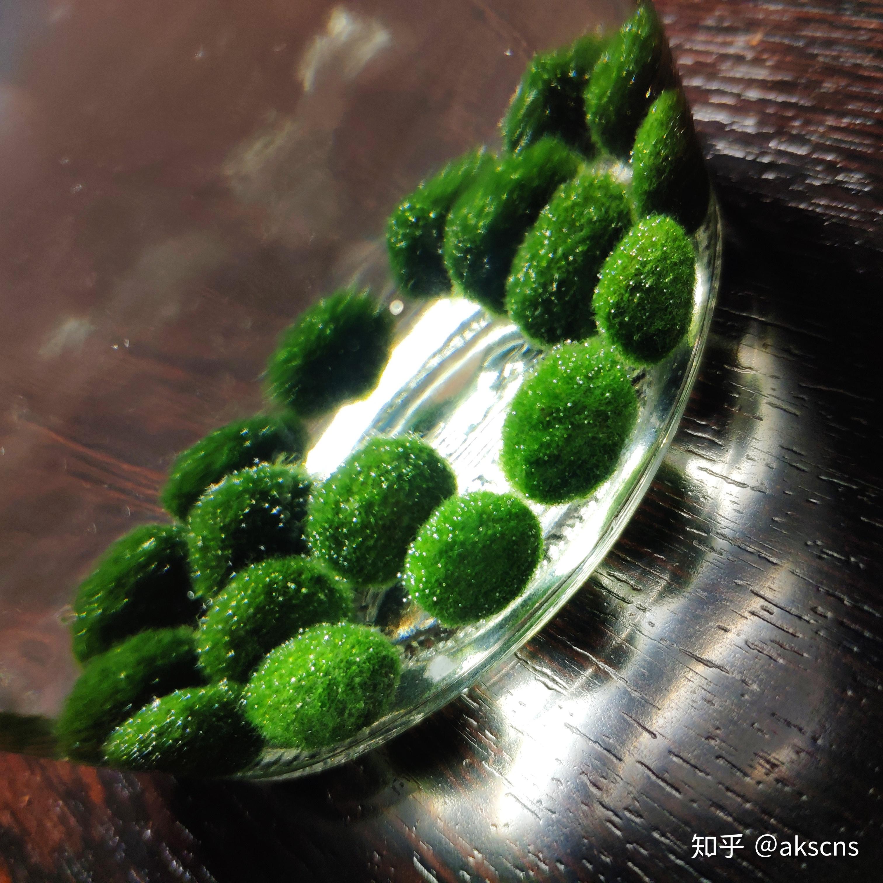 养marimo海藻球是一种怎样的体验