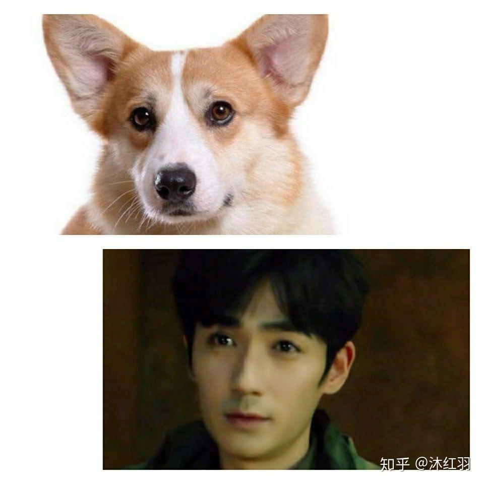 朱一龙的吴小狗重启吴邪有哪些有趣的表情包