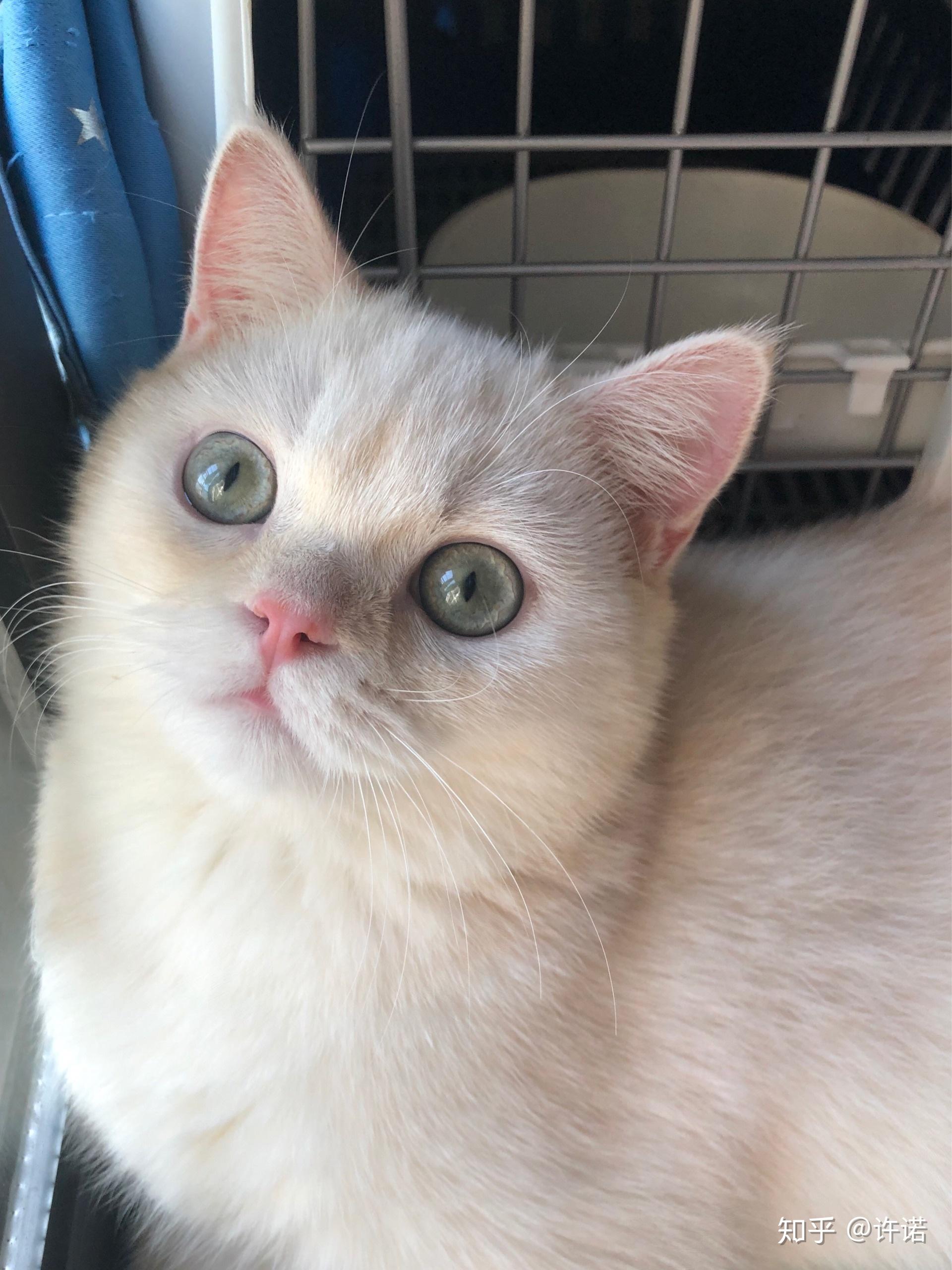 关于凯米尔色猫的基因和眼色? 