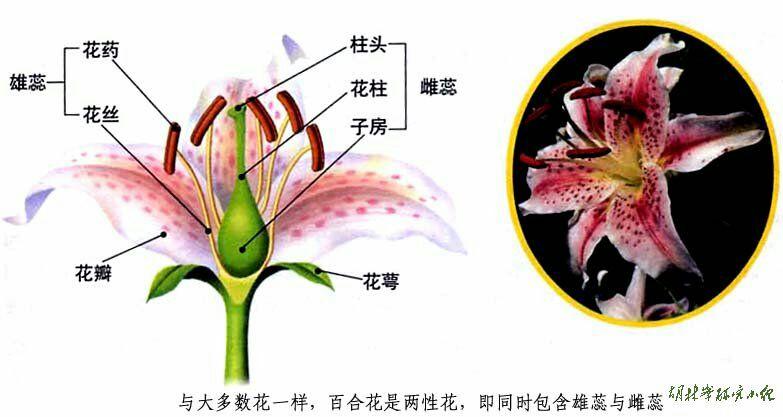 百合花解剖结构图解图片