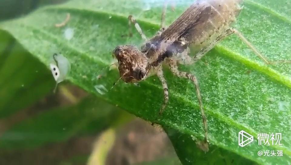 蜻蜓幼虫捕食