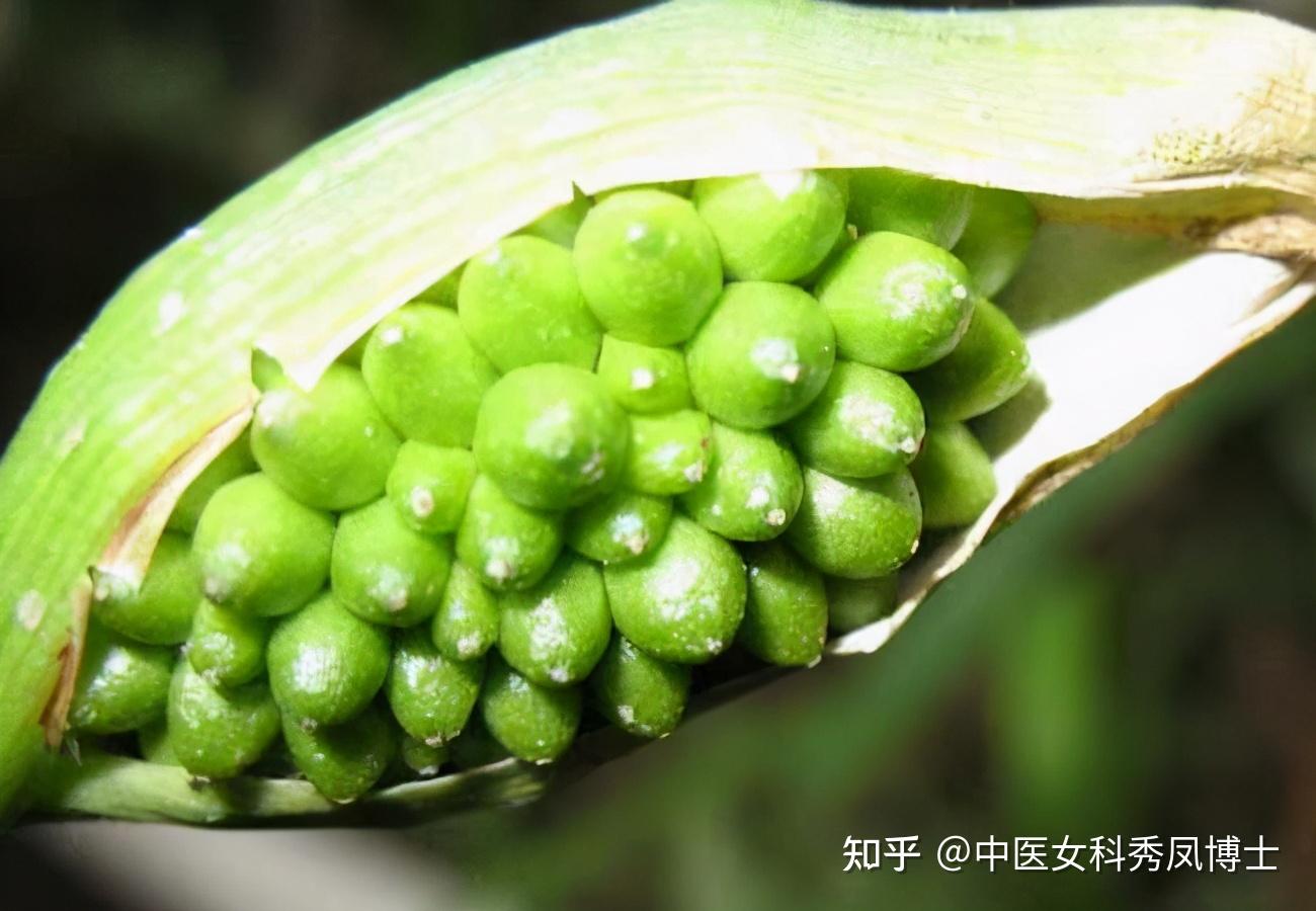 半夏是什么?为什么很多名方中都有这味药? - 知乎