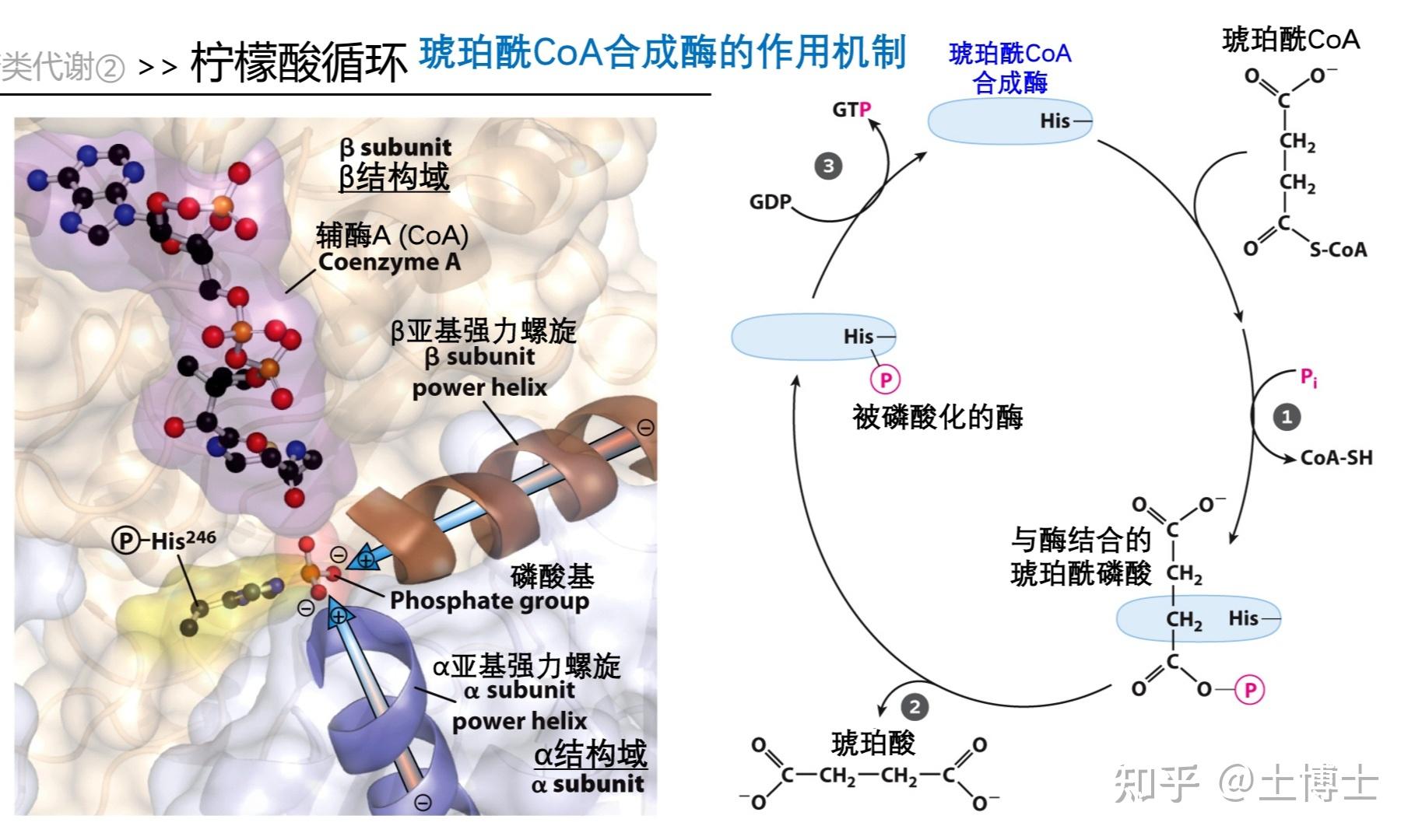 草酰琥珀酸结构图片