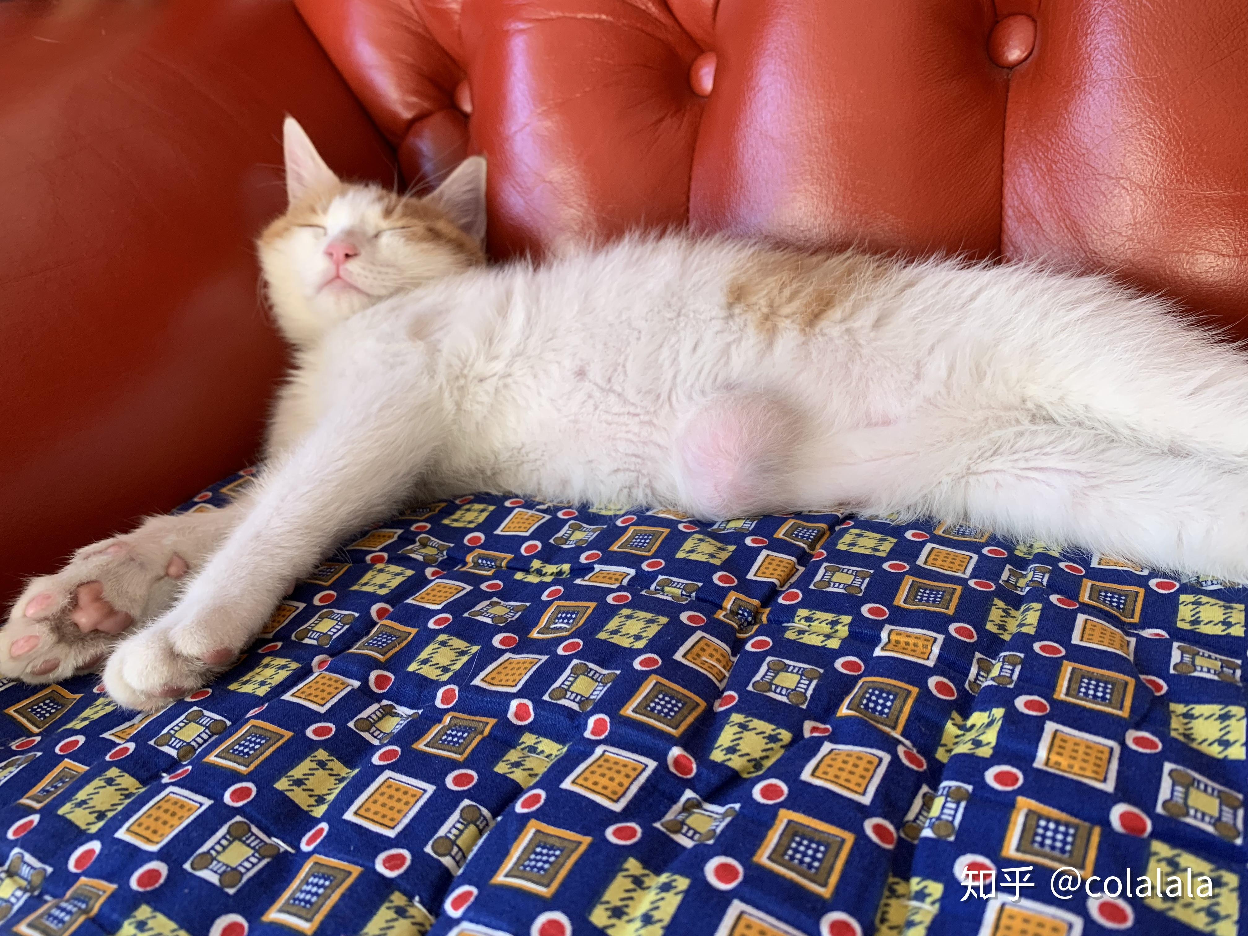 2个月的猫有脐疝而且特别大怎么办? - 知乎