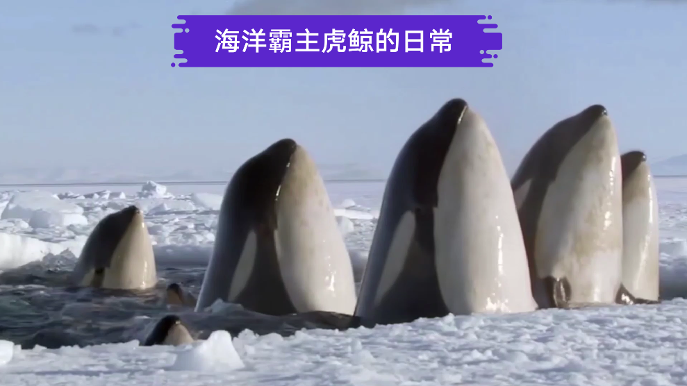 海洋霸主虎鲸的沙雕日常