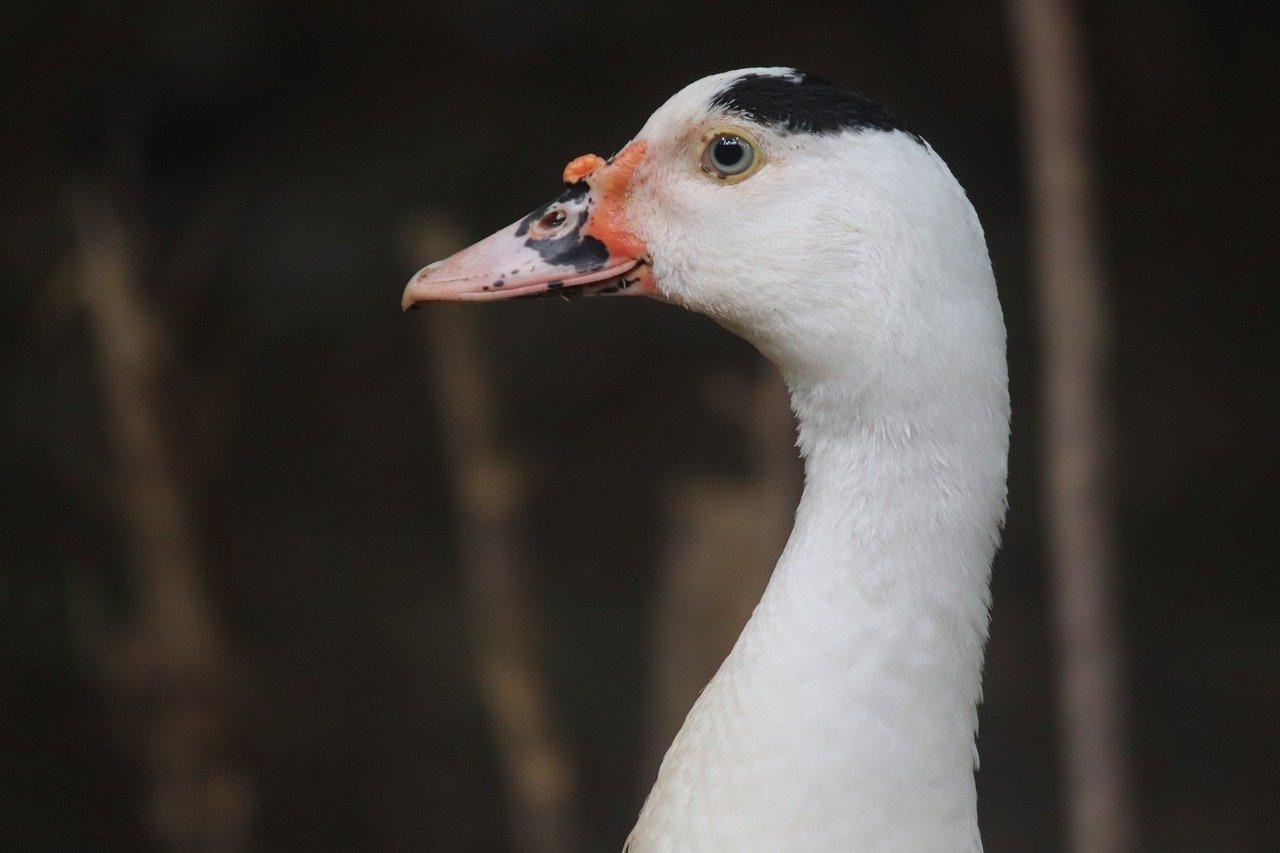 鹅头红鱼多少钱一只