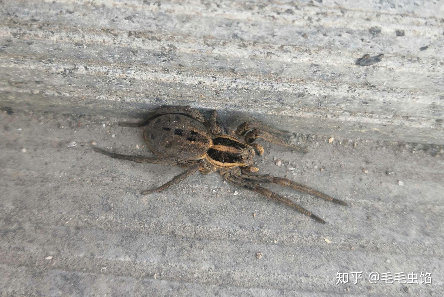 求狼蛛与捕鸟蛛的区别以及如何辨别的方法