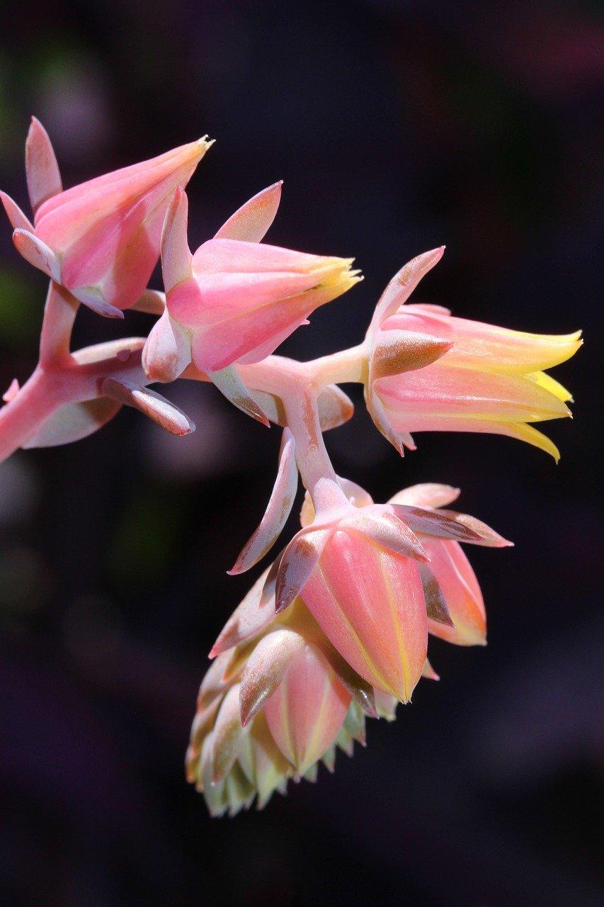 蟹爪莲什么时候嫁接好