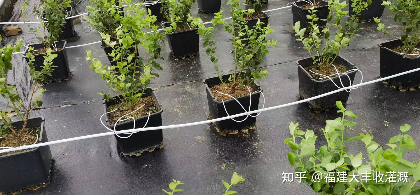 滴灌——滴箭的使用 - 知乎