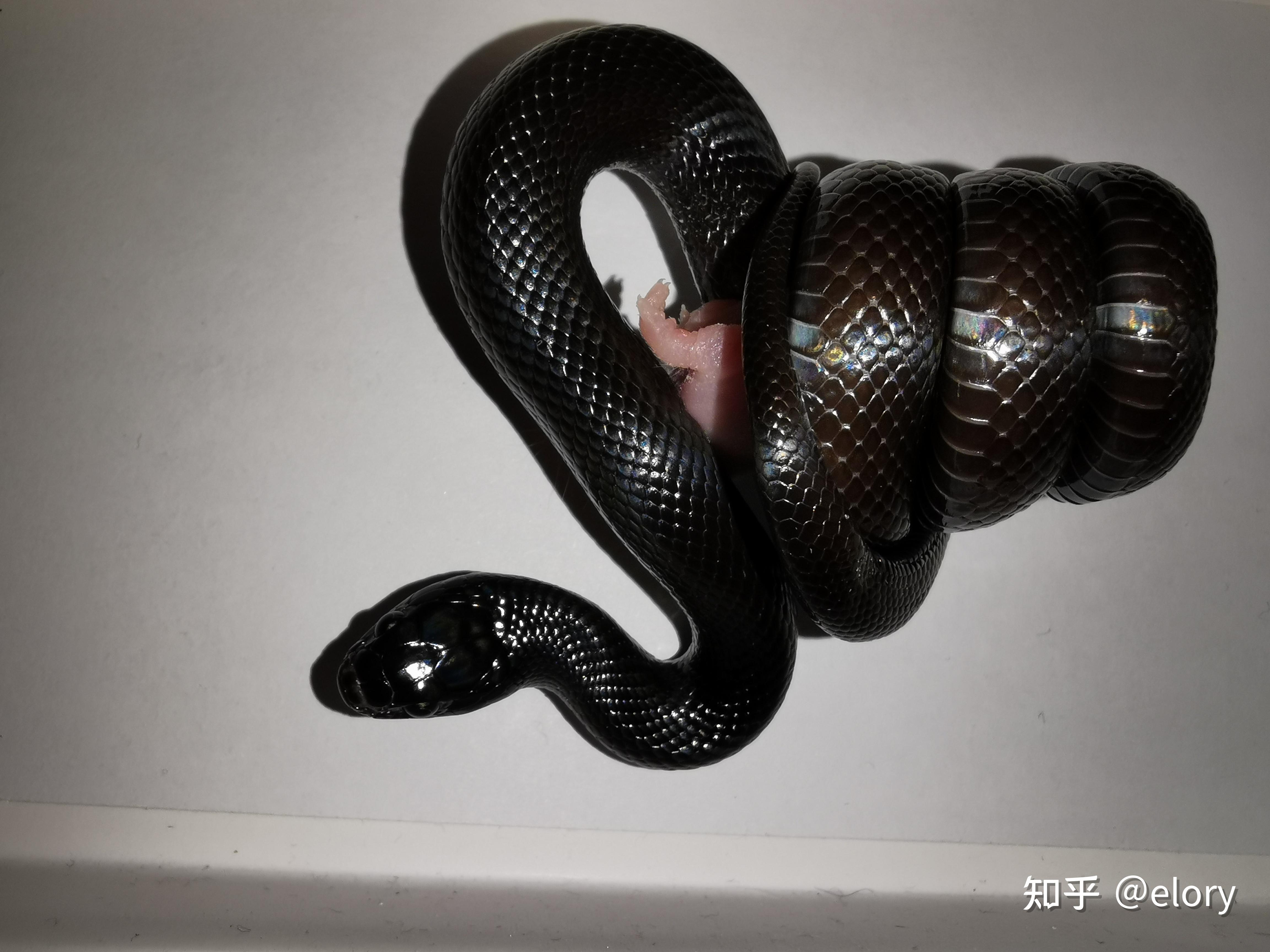 这是什么宠物蛇? - 知乎
