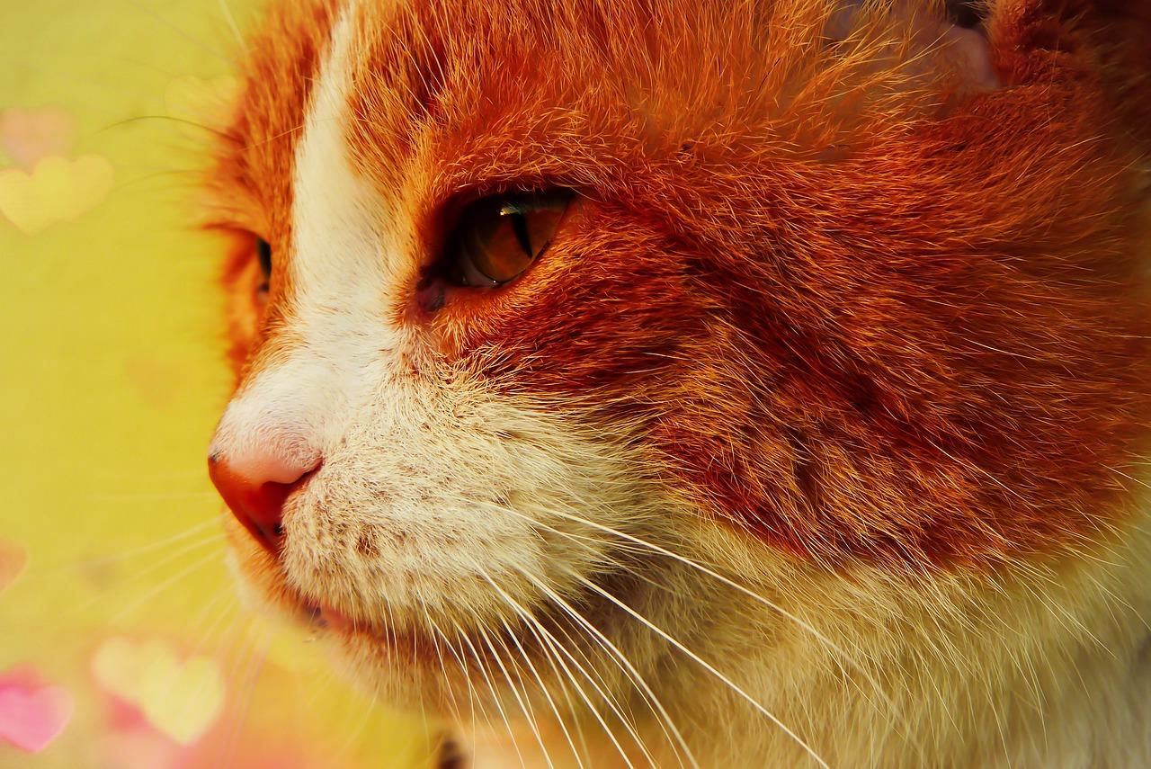 4. 爆芽修剪时机