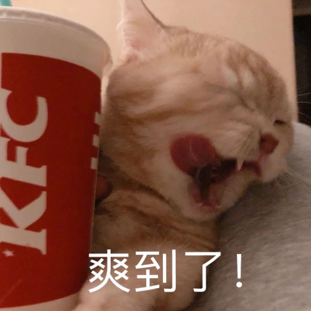 有没有猫抱着饮料的头像