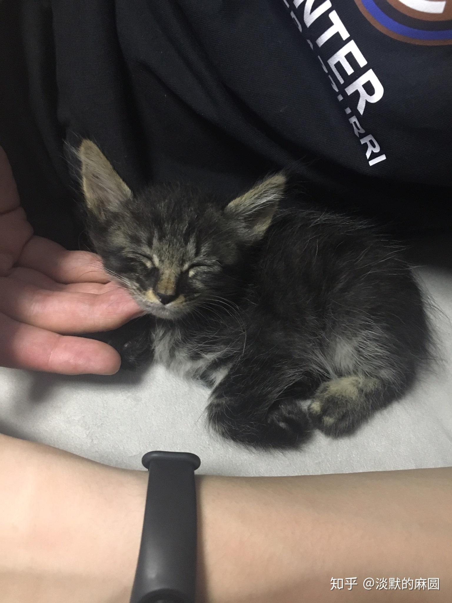 狸花猫黑色条纹太浅怎么办