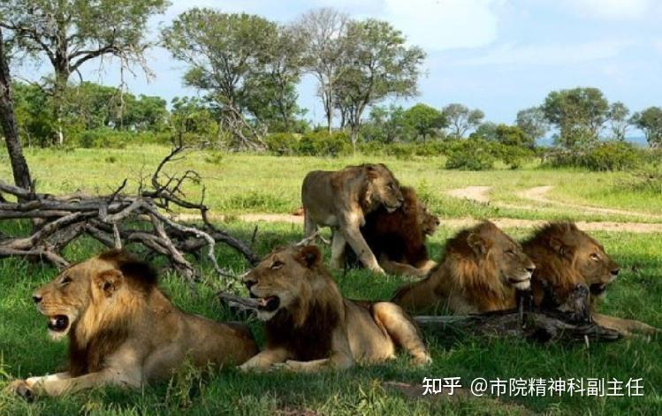 有没有狮子爱好者帮忙科普一下坏男孩联盟? - 知乎