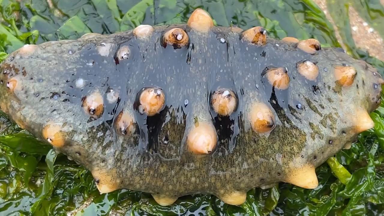 大海退潮后,大庆赶海捡到一只张着嘴巴的大海参