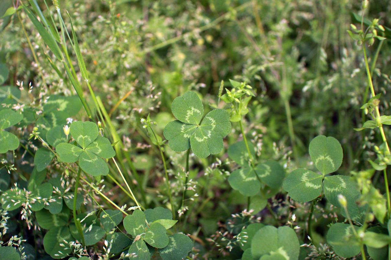 三叶草传说起源