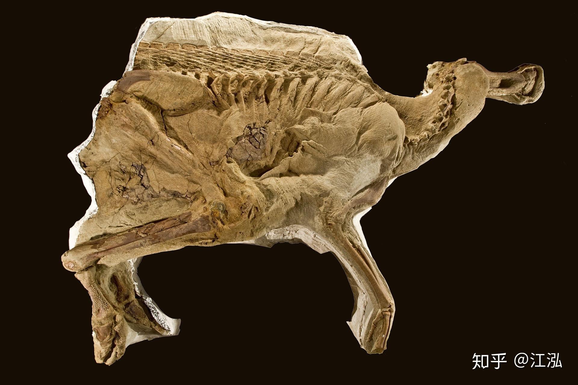 动物肉软组织化石图片