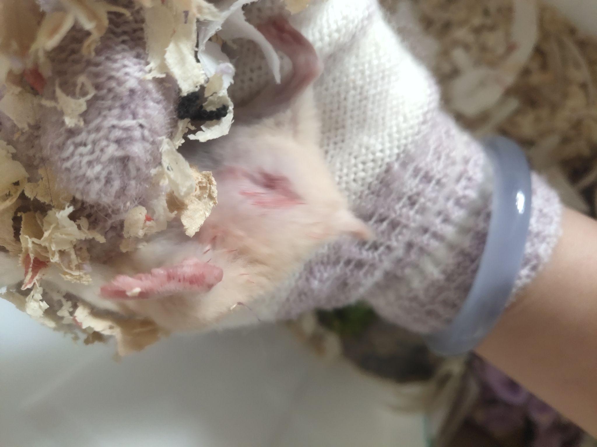 仓鼠这么大的蛋正常吗