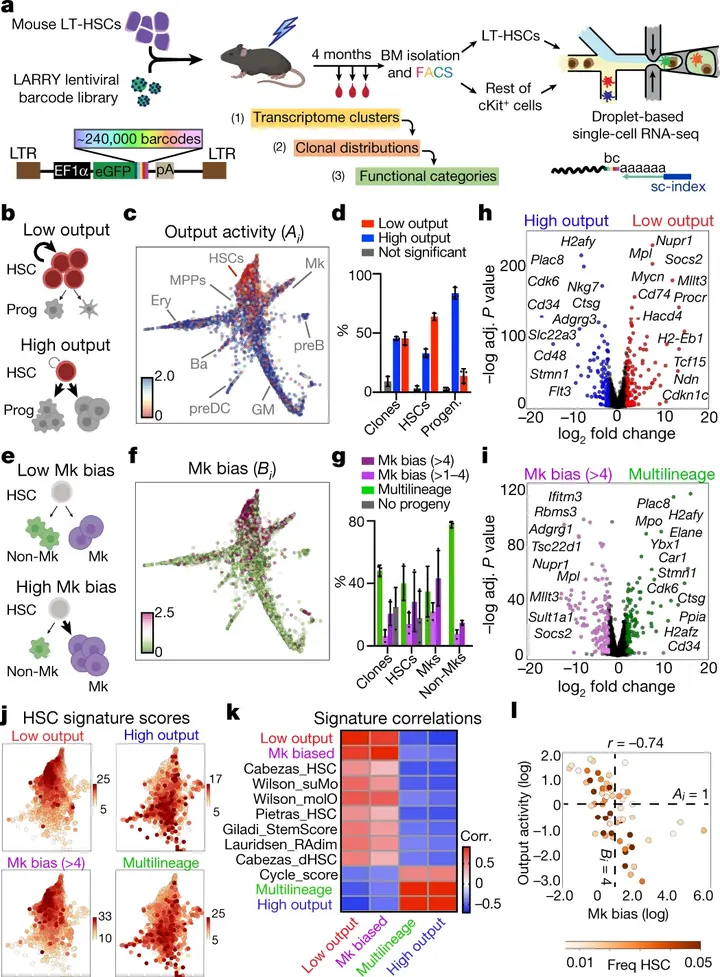 Single-cell lineage tracing unveils a role for TCF15 in