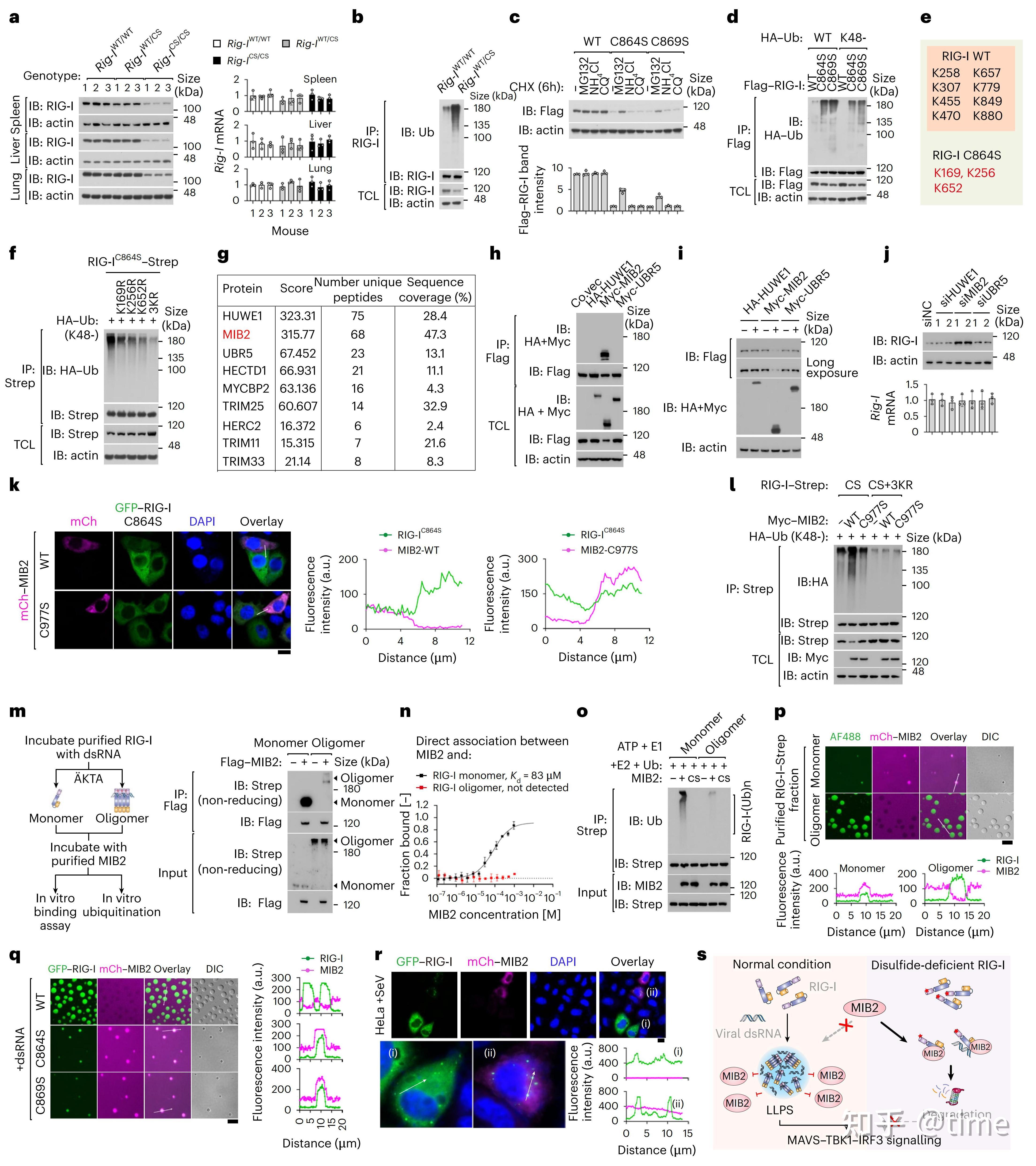 Nature Cell Biology:靶向关键二硫键调节RIG-I凝聚和胞质RNA感知 - 知乎