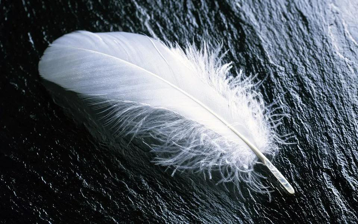 千万不要把“white feather”翻译成“白色羽毛”哦！ - 知乎