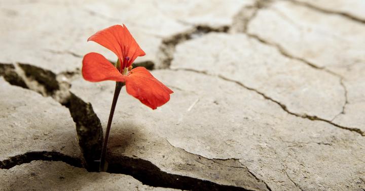 生命的裂隙是阳光照进的地方