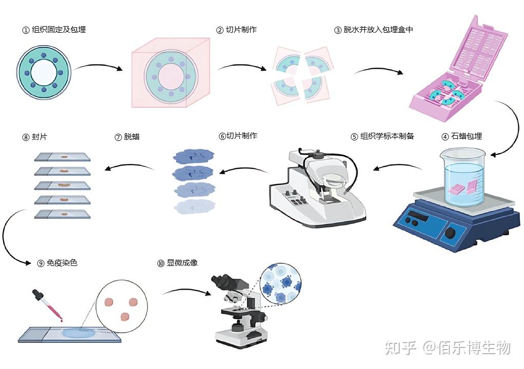实验小白必看 | 免疫组化IHC实验步骤+常见问题解析 - 知乎