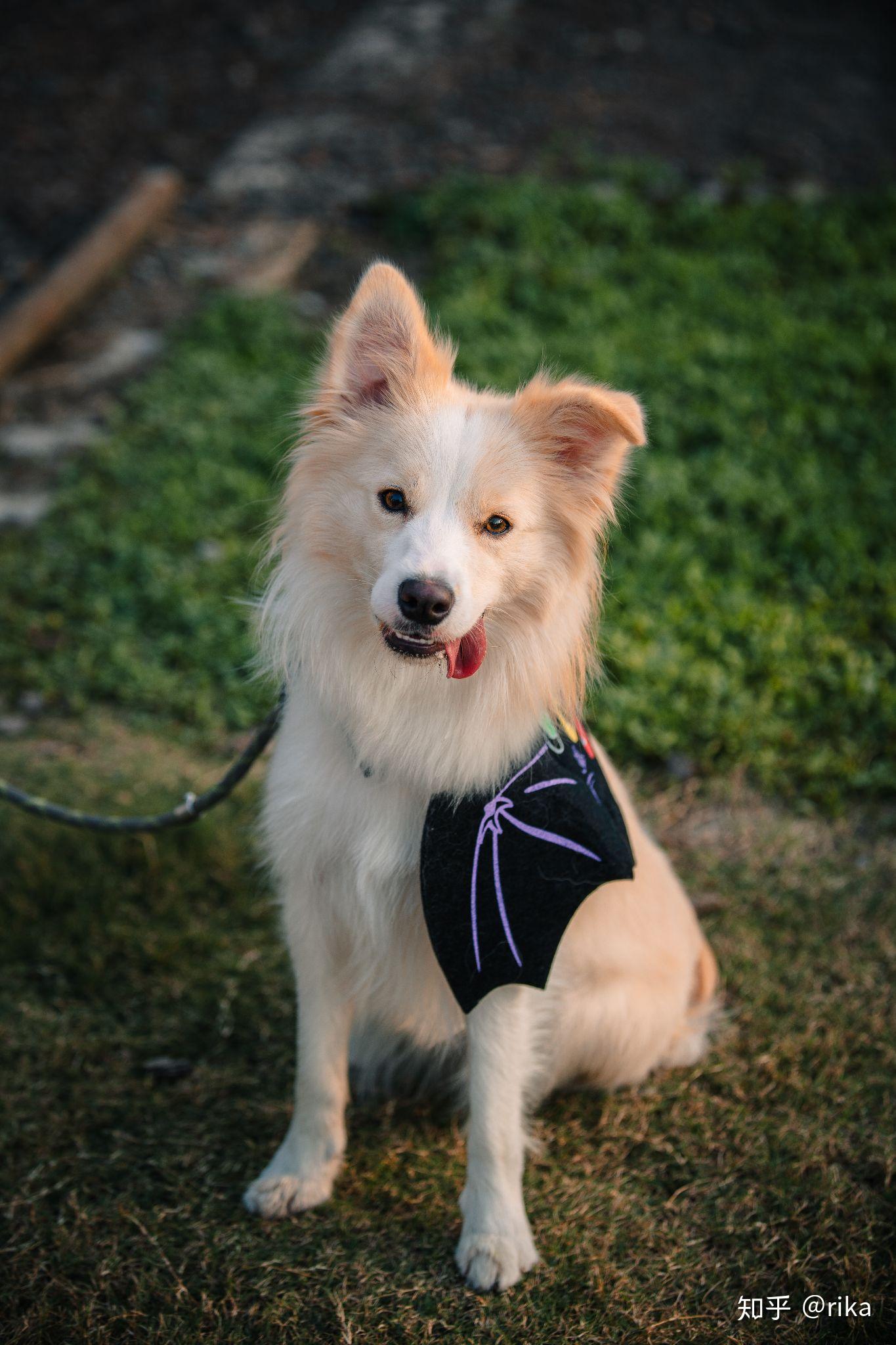 金毛边牧(金边)有多好看,多帅气?