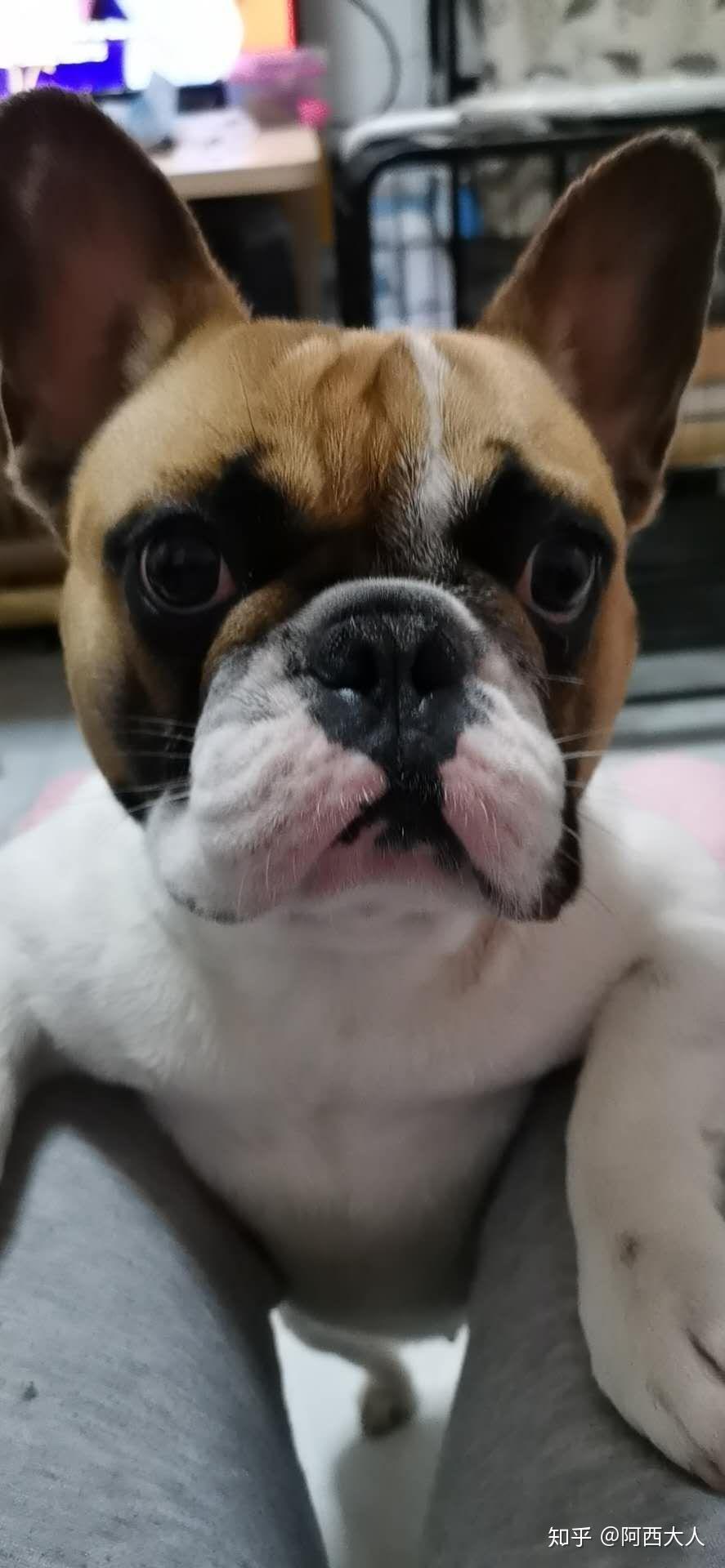 斗牛犬和泰迪生出来的是什么样的狗子好看么