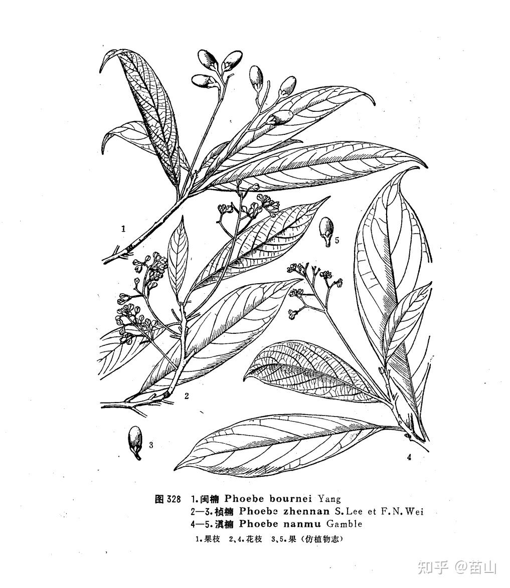 这是金丝楠木苗吗? - 知乎