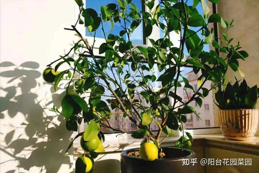 家里盆栽“柠檬”，挂果大又黄，花朵似香水，好养还好吃- 知乎