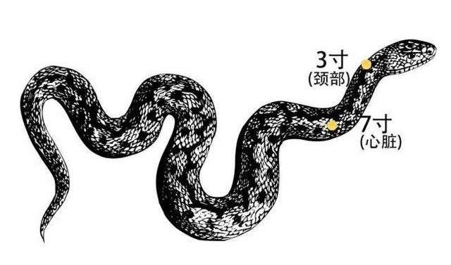 和蛇本身多长有没有关系呢?蛇不够七寸的话怎么办?