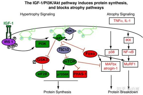生长激素到底能够增加肌纤维数量吗