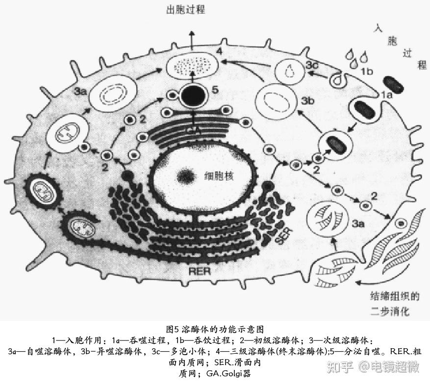 细胞内膜系统-溶酶体 - 知乎