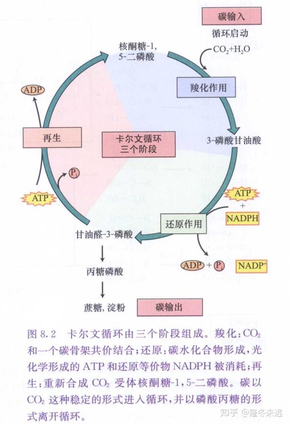 光合作用 - 知乎