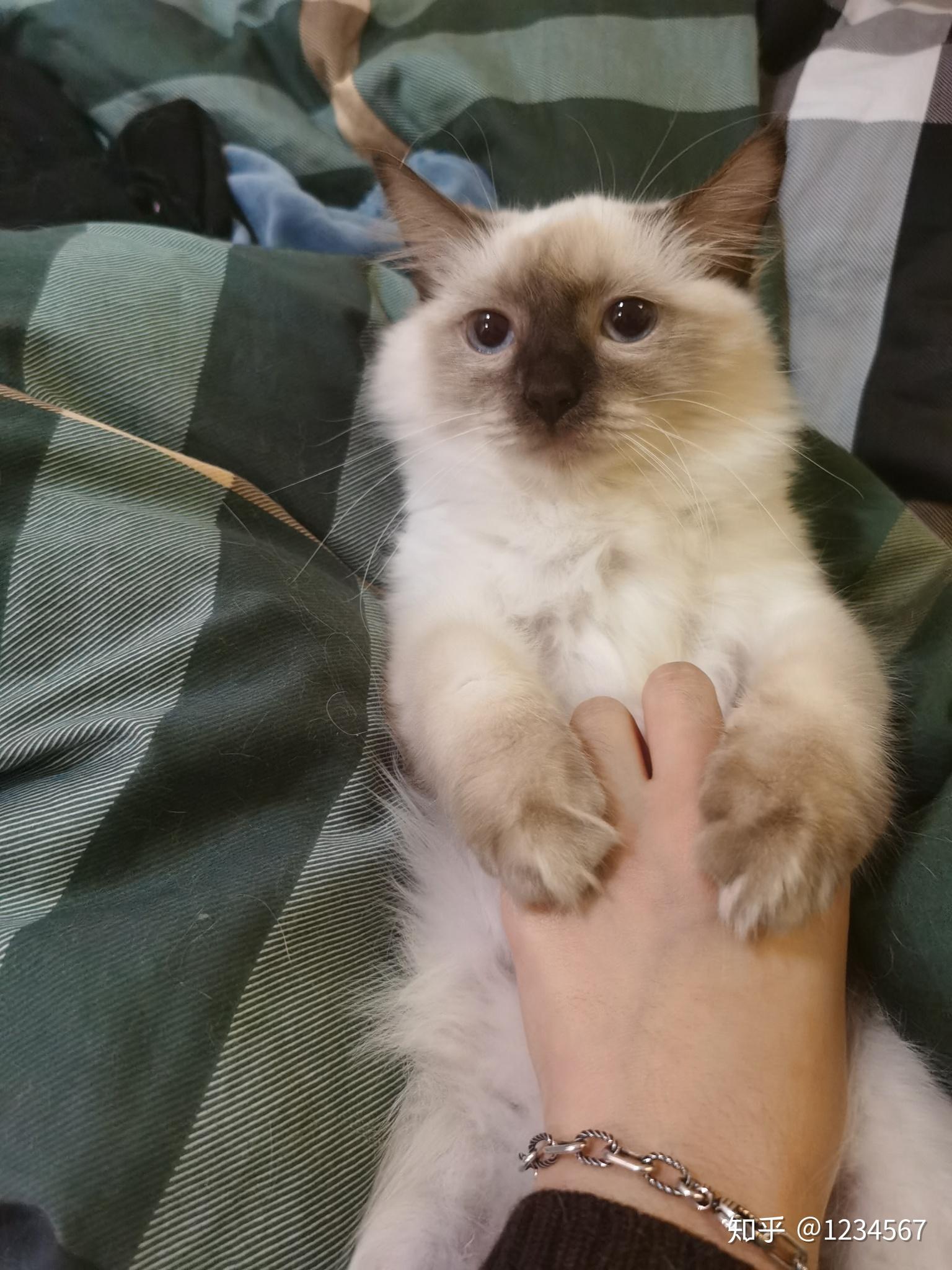 布偶猫和暹罗猫的串串什么样的